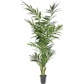 Mr Plant , Kentiapalmu 210 cm