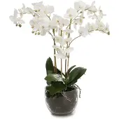 Mr Plant , Phalaenopsis Orkidea 70 cm Valkoinen