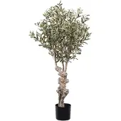 Mr Plant , Oliivipuu 120 cm