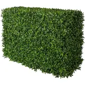 Mr Plant , Buxbom Pensas 50 cm