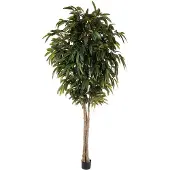Mr Plant Longifolia Puu 320 cm