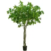 Mr Plant , Benjamin Viikuna 330 cm