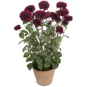 Mr Plant , Dahliakasvi 100 cm Punainen
