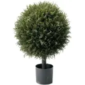 Mr Plant , Kuusipuu 70 cm