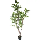 Mr Plant , Tammi Puu 170 cm