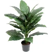 Mr Plant Rauhanlilja Huonekasvi 105 cm