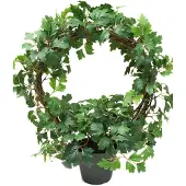 Mr Plant , Cissus Huonekasvi 45 cm