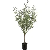 Mr Plant Oliivipuu 130 cm