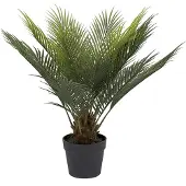 Newport Cycas Huonekasvi 60 cm