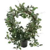 Mr Plant , Stephanotis Huonekasvi 75 cm Valkoinen