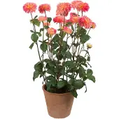 Mr Plant , Dahliakasvi 100 cm Vaaleanpunainen