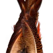 Baetis Male Pheasant Tail Sulka