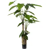 Mr Plant Alocasia Tree 200 cm