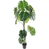 Mr Plant , Monstera 180 cm