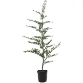Mr Plant Setripuu ruukussa 150 cm
