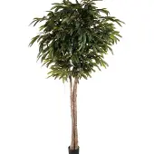 Mr Plant Longifolia puu 260 cm