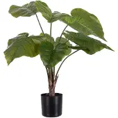 Mr Plant Alocasia ruukussa 60 cm