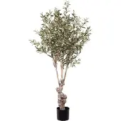 Mr Plant Oliivipuu 150 cm