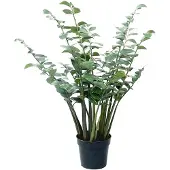 Mr Plant Zamifolia ruukussa 120 cm