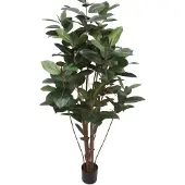 Mr Plant Ficus Robusta 180 cm