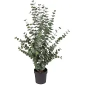 Mr Plant Eukalyptuspuu 110 cm