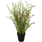 Mr Plant Vahakukka Ruukkukasvi 55 cm Pinkki