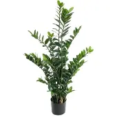Mr Plant , Zamifolia Huonekasvi 130 cm