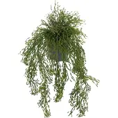 Mr Plant , Rhipsalis Riippukasvi