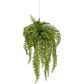 Mr Plant Saniainen Riippukasvi 53 cm