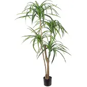Mr Plant Dracena Palm 150 cm