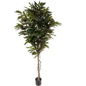 Mr Plant , Longifolia Puu 200 cm