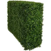 Mr Plant Buxbom Pensas 75 cm