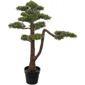 Mr Plant , Bonsai Puu 95 cm