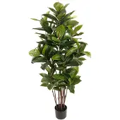 Mr Plant , Robusta-viikunapuu 150 cm