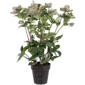 Mr Plant Helleborus ruukussa 55 cm pinkki