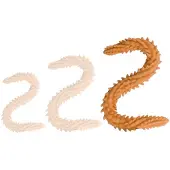 DoublePlayz Double Dildo Scolop Orange 60 cm
