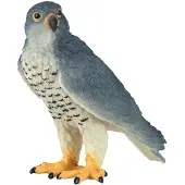 MOJO - Wildlife Peregrine Falcon