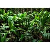 Artgeist Freshness of the Jungle fototapetti