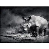 Artgeist Rhinoceros menetetty haaveilen fototapetti