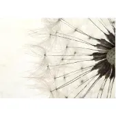 Artgeist White Dandelion fototapetti