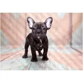 Kärkkäinen Artgeist French Bulldog fototapetti