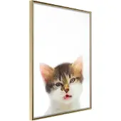 Artgeist Funny Kitten juliste