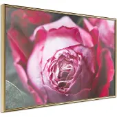 Artgeist Blooming Rose juliste