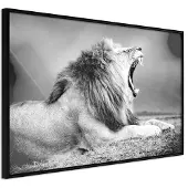 Artgeist Yawning Lion juliste