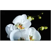 Artgeist Phalaenopsis fototapetti