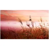 Artgeist Aamu niitty fototapetti