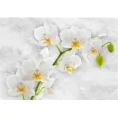 Artgeist Lyrical Orchid - White fototapetti