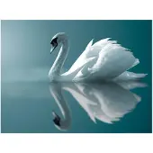 Artgeist White Swan fototapetti
