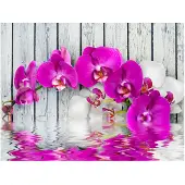 Artgeist Violet orchids with water reflexion fototapetti