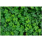 Kärkkäinen Artgeist Green Clover fototapetti